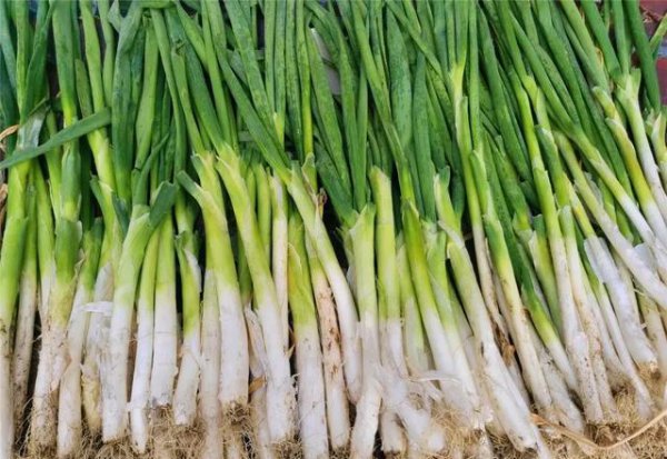 种大葱用什么肥最好