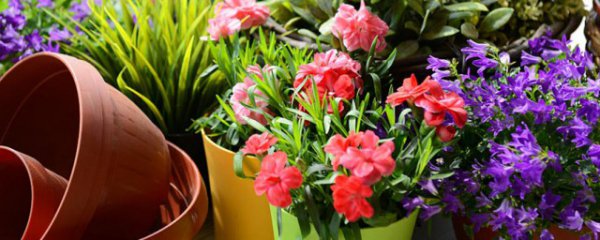 大头兰怎么养才能更旺盛