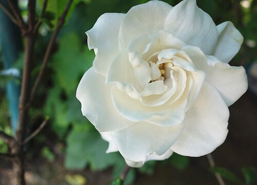 栀子花花语和寓意