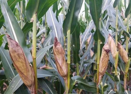 鸿翔99王玉米种子简介