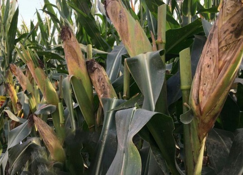 鸿翔99王玉米种子简介