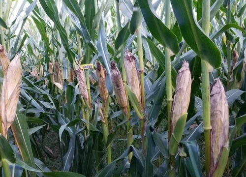 鸿翔99王玉米种子简介