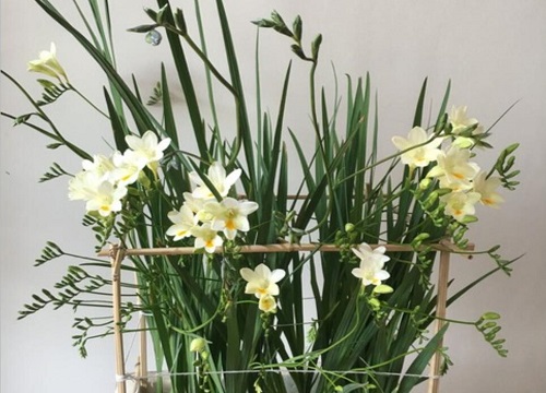 香雪兰的养殖方法和注意事项有哪些