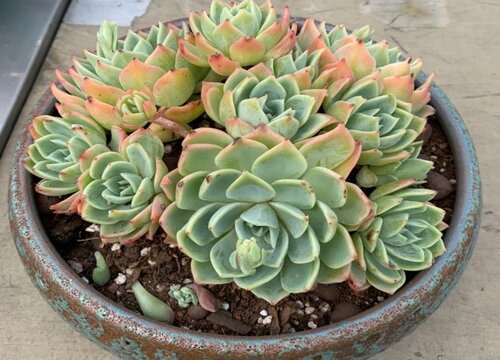 简单多肉花土配制方法