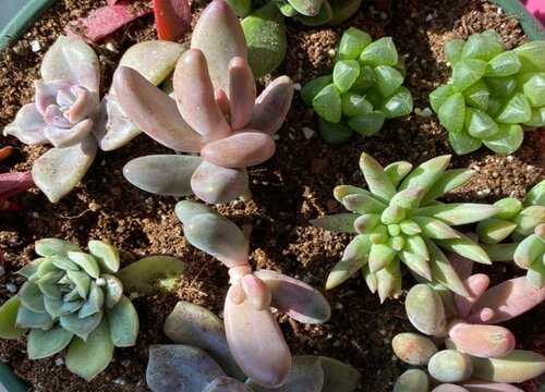 简单多肉花土配制方法