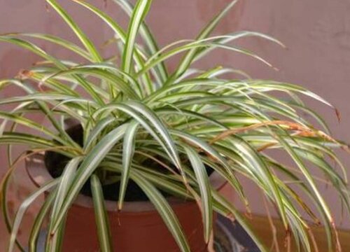 吊兰冬天怎么养护