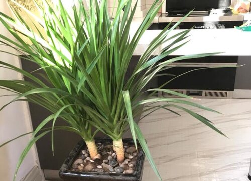 龙血树冬天怎么养才能安全过冬