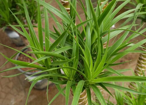 龙血树冬天怎么养才能安全过冬