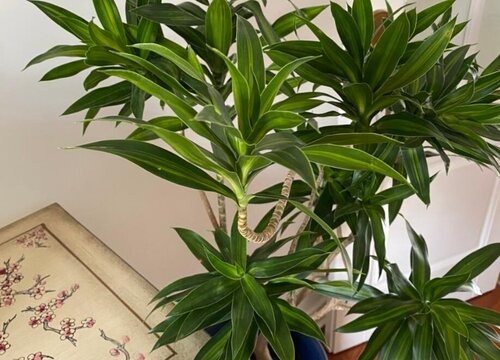 龙血树冬天怎么养才能安全过冬