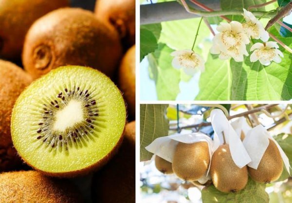 猕猴桃成熟期是几月份
