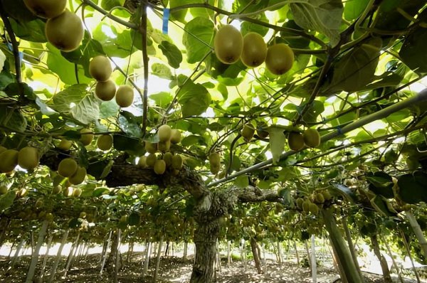 猕猴桃成熟期是几月份