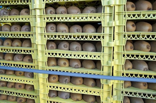 猕猴桃成熟期是几月份