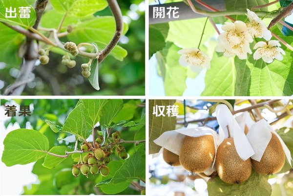 猕猴桃成熟期是几月份