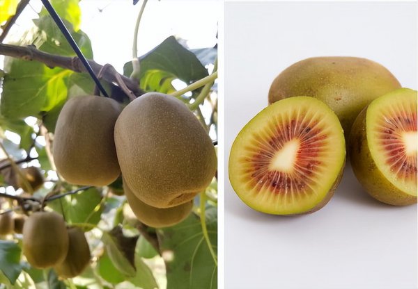 猕猴桃成熟期是几月份