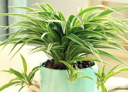 吊兰叶子出现折断是什么原因