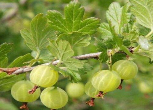 姑娘果什么时候播种最好