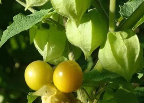 姑娘果什么时候播种最好