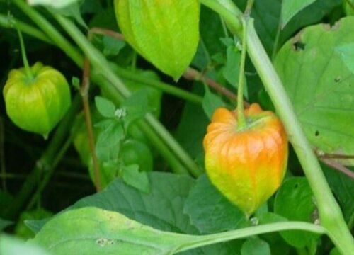 姑娘果什么时候播种最好