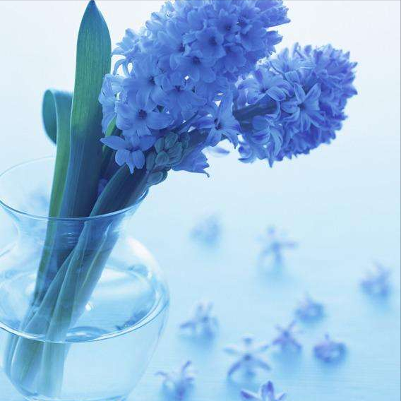 风信子的花语和寓意