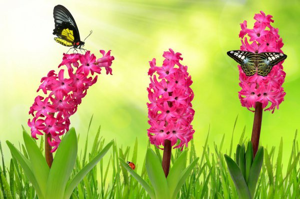 风信子的花语和寓意