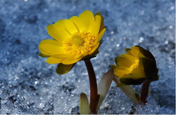 冰凌花是什么花