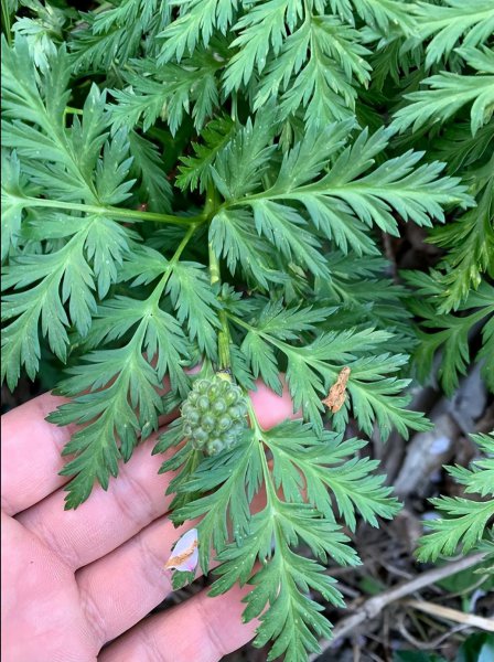 冰凌花是什么花