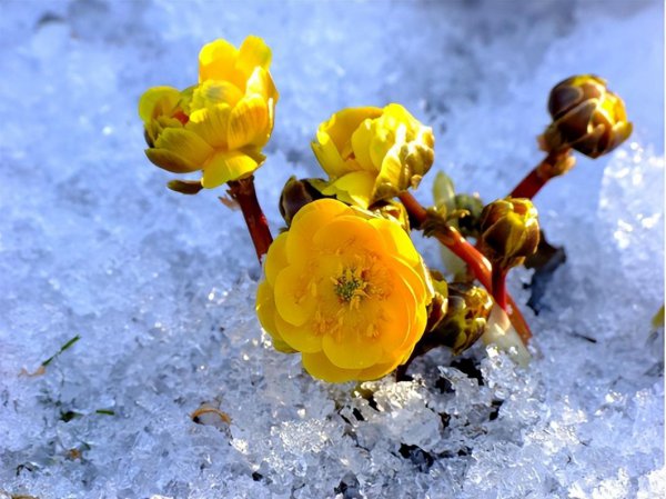 冰凌花是什么花