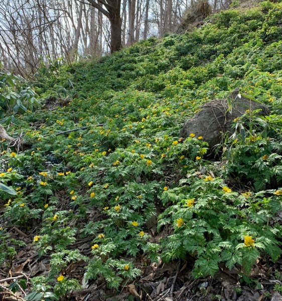 冰凌花是什么花