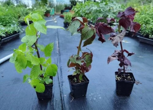 紫苏亩产量多少斤