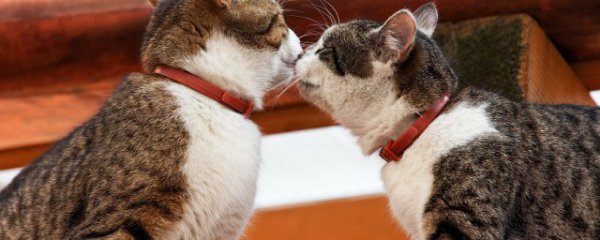 新手养猫应该注意哪些