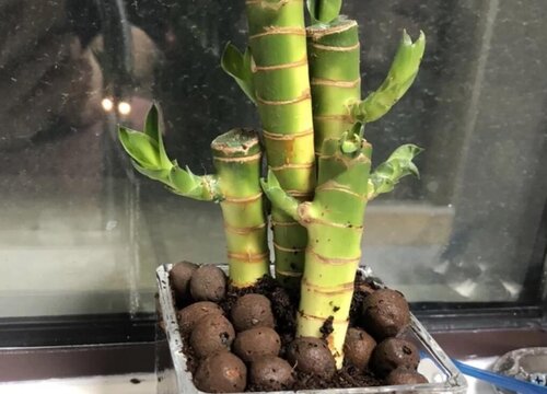 客厅放什么植物招财好运又好养