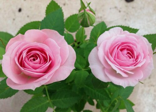 月季叶子蜡黄怎么办