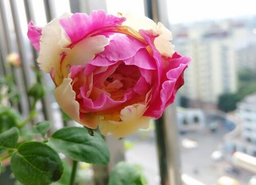 月季叶子蜡黄怎么办