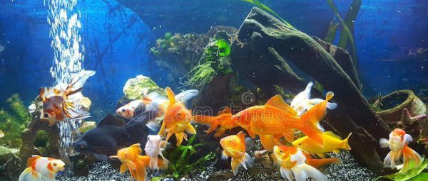 金鱼为什么养单不养双