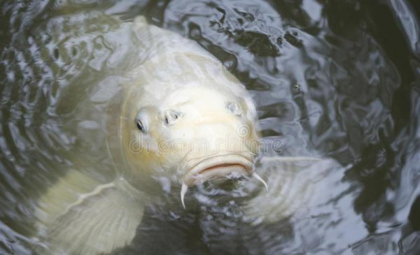 金鱼为什么养单不养双