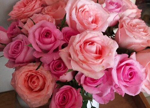 粉红色玫瑰的花语是什么寓意 代表的花语意思