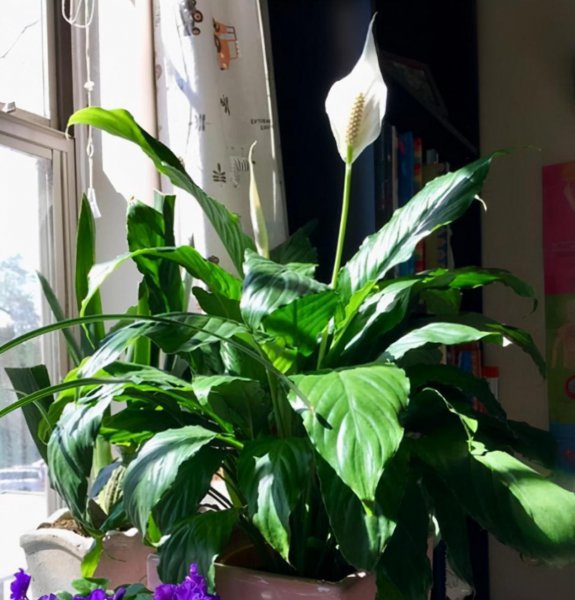 羊粪是酸性还是碱性的肥料