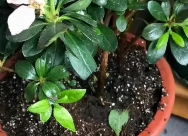 羊粪是酸性还是碱性的肥料