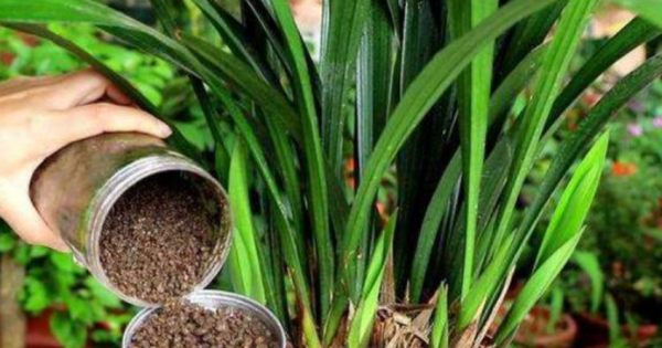 羊粪是酸性还是碱性的肥料