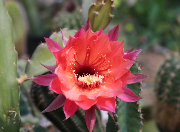 羊粪是酸性还是碱性的肥料