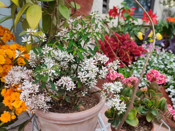 羊粪是酸性还是碱性的肥料