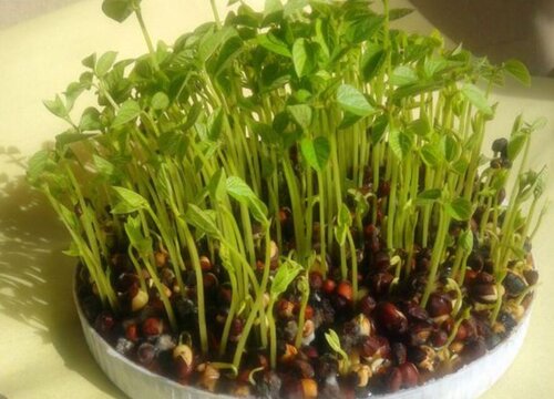 赤豆什么时候播种好