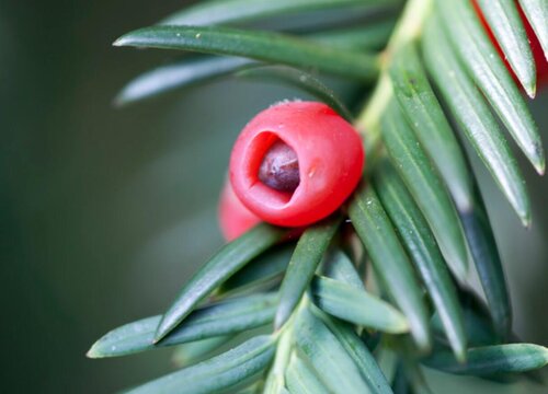 红豆杉冬天怎么养殖