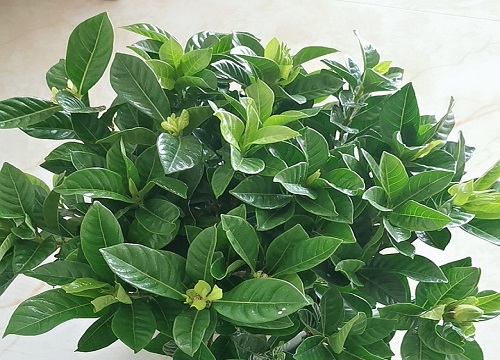 栀子花叶子卷缩干枯怎么补救