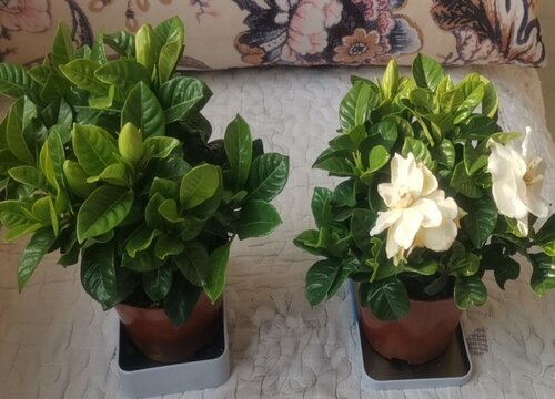 栀子花叶子卷缩干枯怎么补救