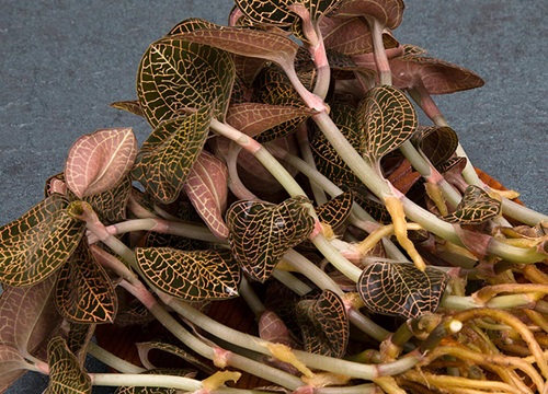 新鲜金线莲的功效与作用及食用方法