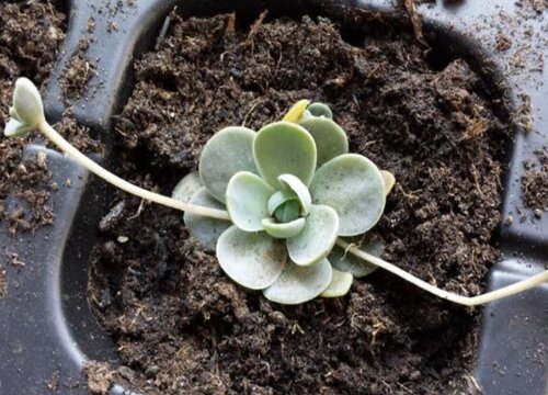 子持莲华徒长了怎么办