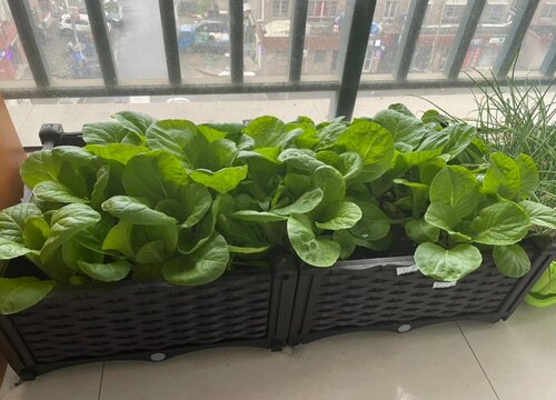 宠物狗狗可以吃白菜吗