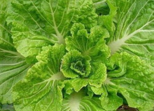 宠物狗狗可以吃白菜吗