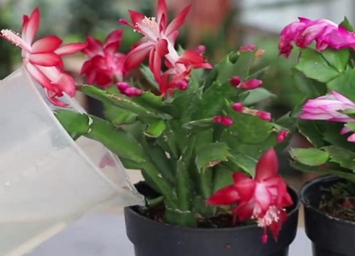 为什么蟹爪兰的根会烂掉